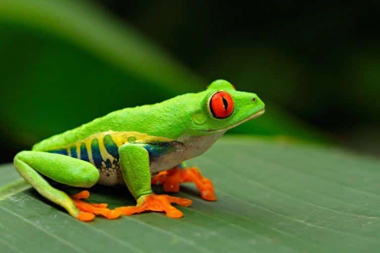 Screaming Frog